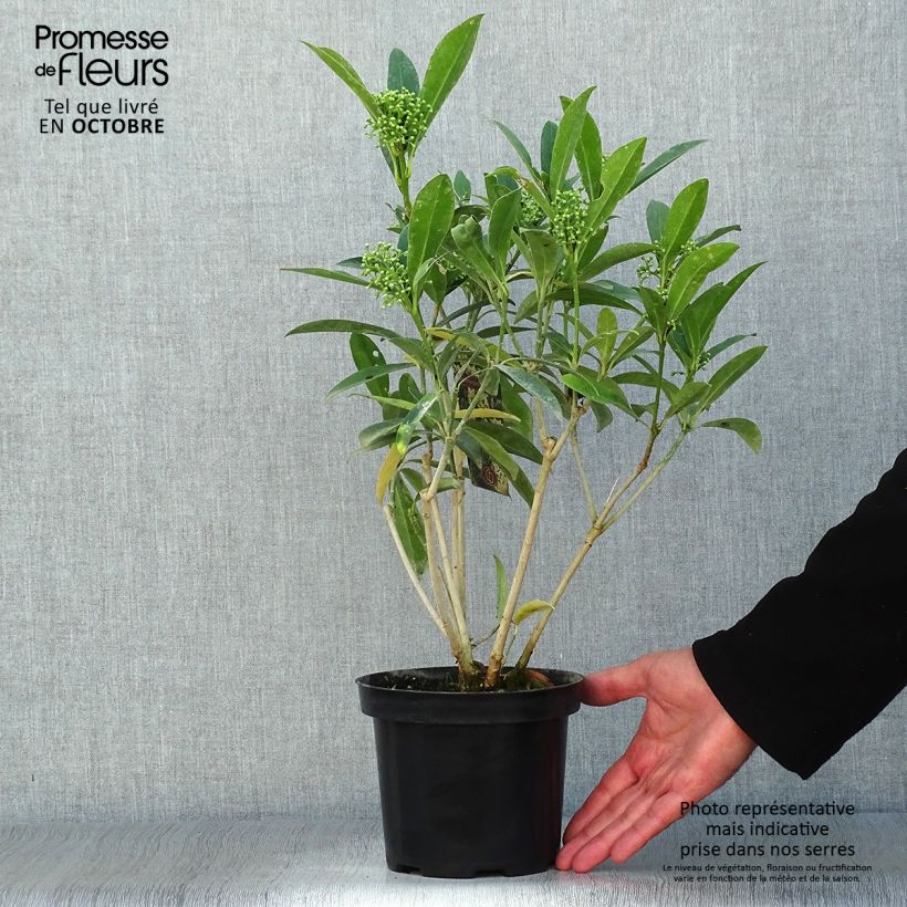 Esemplare di Skimmia japonica Kew Green Vaso da 2L/3L come consegnato in autunno