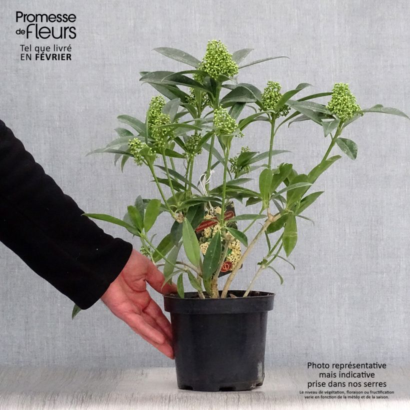 Skimmia japonica Kew Green Vaso da 2L/3L esemplare consegnato in inverno