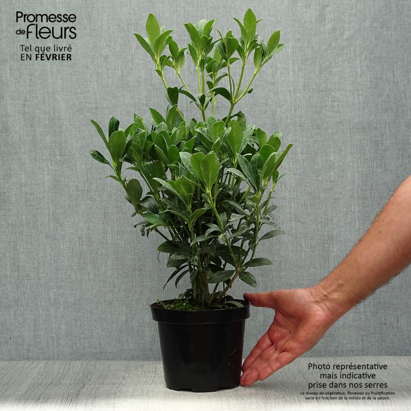 Esemplare di Skimmia japonica Kew White Vaso da 2L/3L come consegnato in autunno