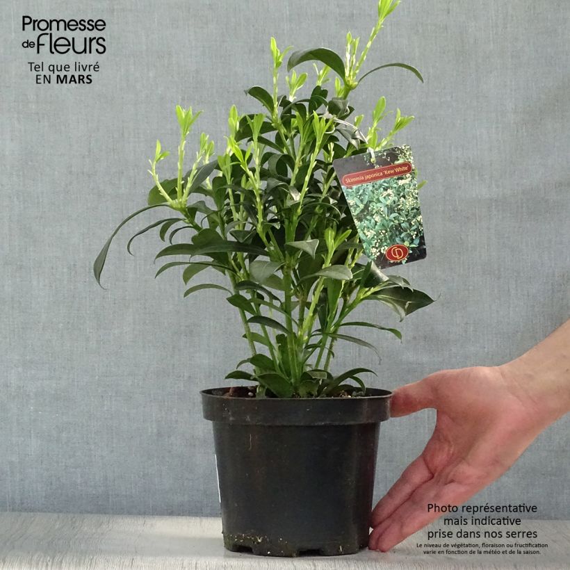 Skimmia japonica Kew White Vaso da 2L/3L esemplare consegnato in primavera