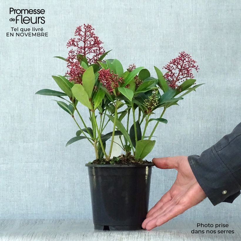 Esemplare di Skimmia japonica Rubella Vaso da Ø 12 cm / 13 cm come consegnato in autunno