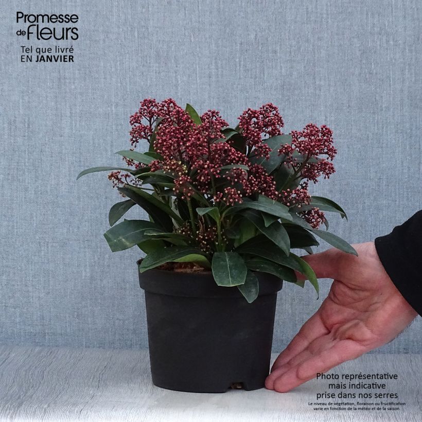 Skimmia japonica Rubella Vaso da Ø 12 cm / 13 cm esemplare consegnato in inverno