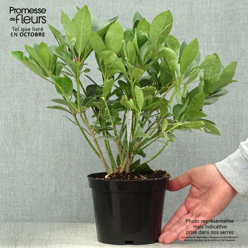 Esemplare di Skimmia japonica Veitchii Vaso da 2L/3L come consegnato in autunno