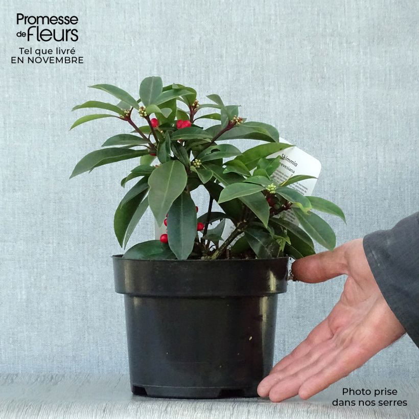 Esemplare di Skimmia reevesiana Vaso da 1L/1,5L come consegnato in autunno