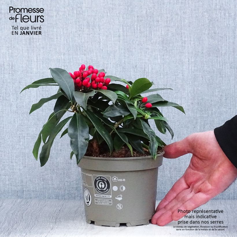 Skimmia reevesiana Vaso da 1L/1,5L esemplare consegnato in inverno