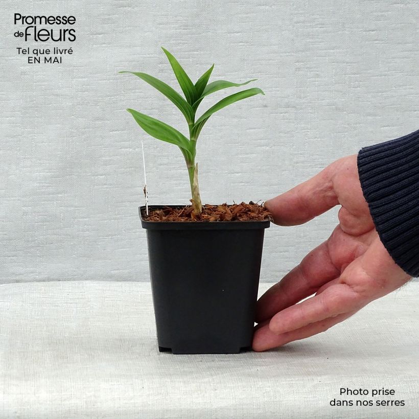 Smilacina racemosa Vasetto da 8/9 cm esemplare consegnato in primavera