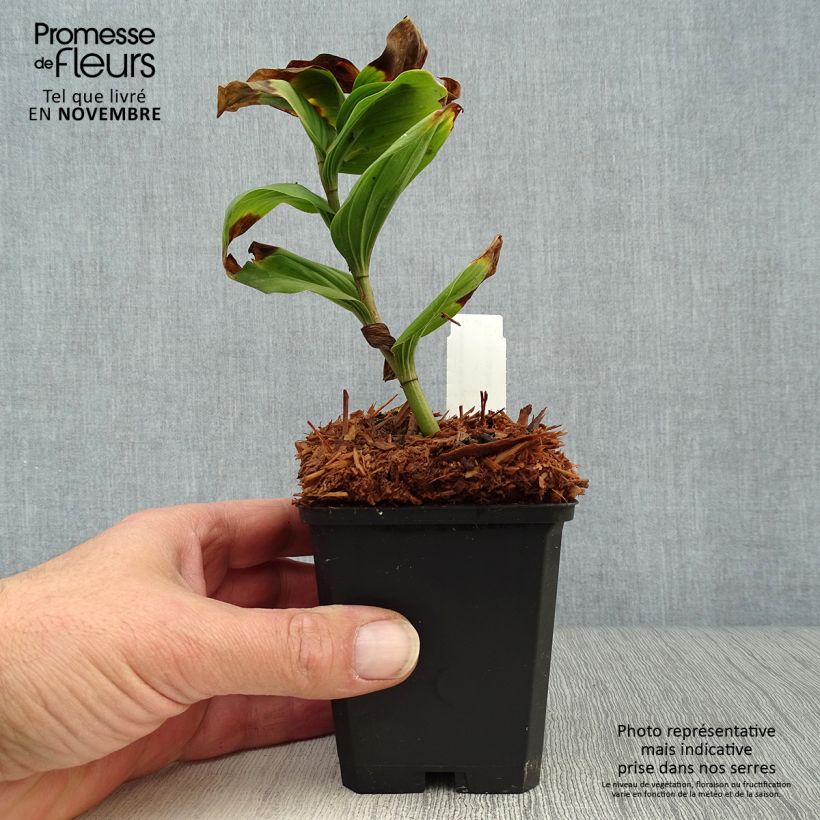 Esemplare di Smilacina racemosa Vasetto da 8/9 cm come consegnato in autunno