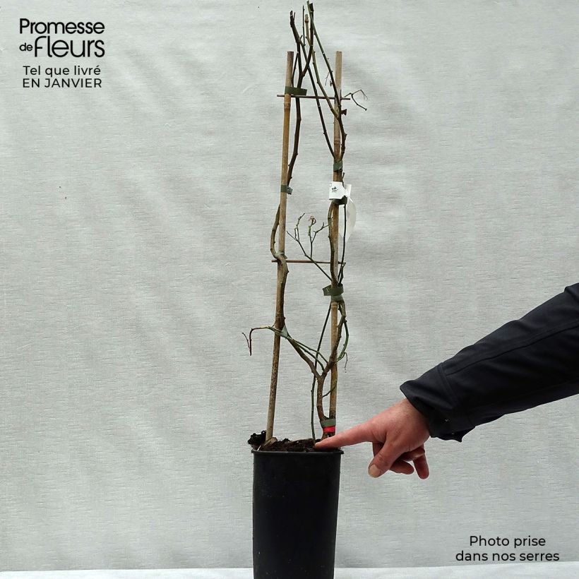 Solanum crispum Glasnevin Vaso da 2L/3L esemplare consegnato in inverno