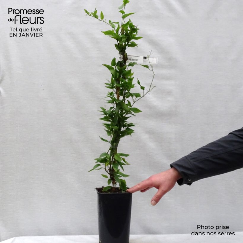 Solanum jasminoides Album Vaso da 2L/3L esemplare consegnato in inverno