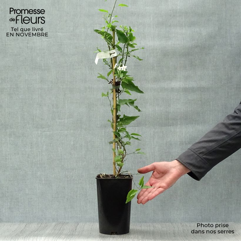 Esemplare di Solanum jasminoides Album Vaso da 2L/3L come consegnato in autunno
