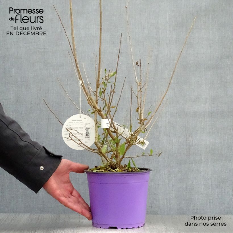 Solanum rantonnetii Vaso da 3L/4L esemplare consegnato in inverno