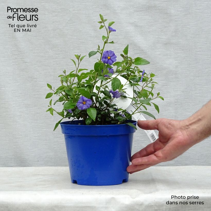 Solanum rantonnetii Vaso da 3L/4L esemplare consegnato in primavera