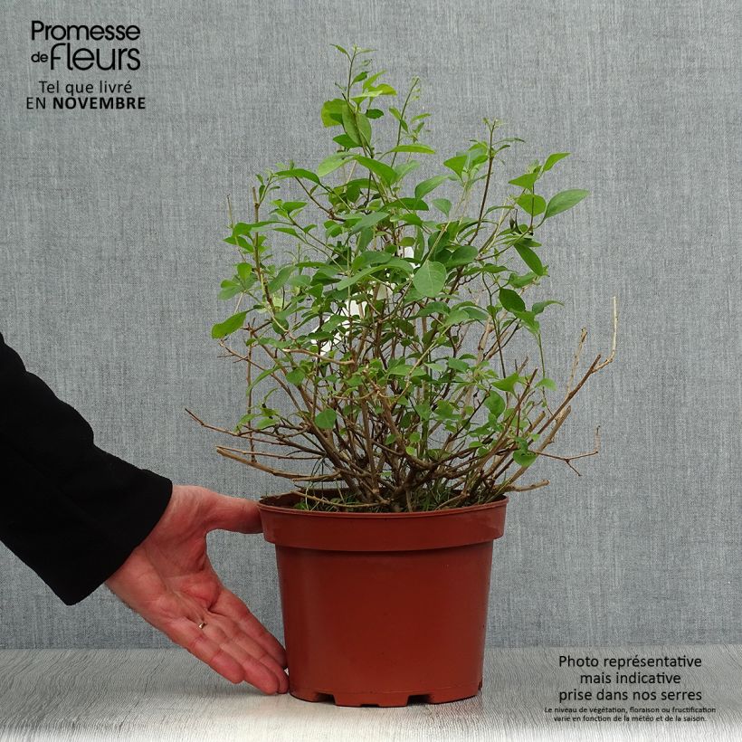 Esemplare di Solanum rantonnetii Vaso da 3L/4L come consegnato in autunno