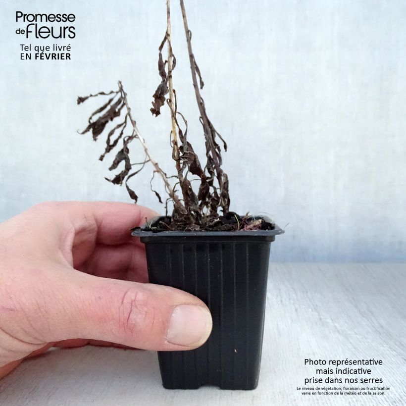 Solidago canadensis Gold King - Verga d'oro del Canadà Vasetto da 7/8 cm esemplare consegnato in inverno