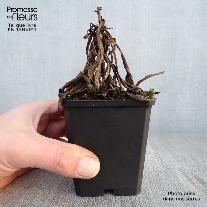 Solidago Golden Mosa - Verga d'oro Vasetto da 8/9 cm esemplare consegnato in inverno