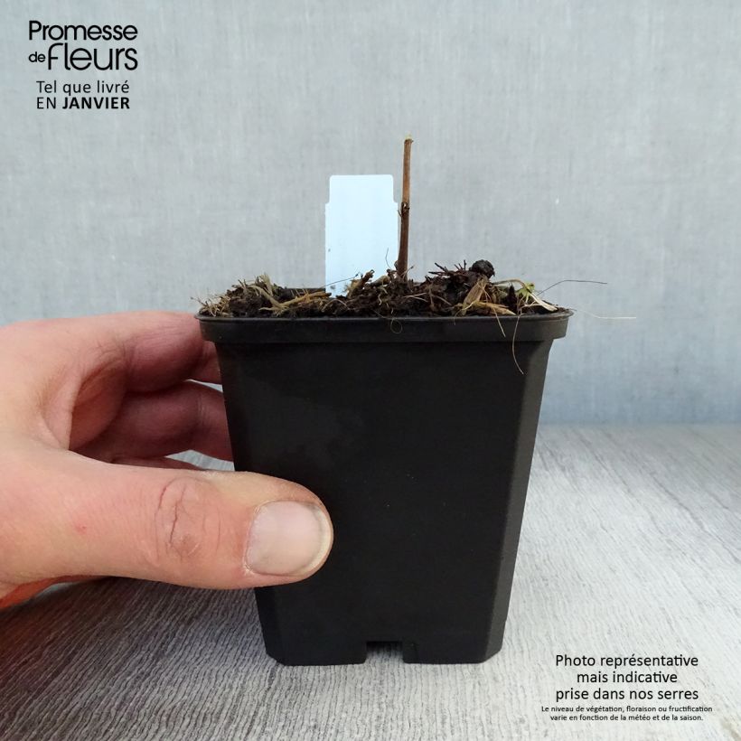 Solidago Strahlenkrone - Verga d'oro Vasetto da 8/9 cm esemplare consegnato in inverno