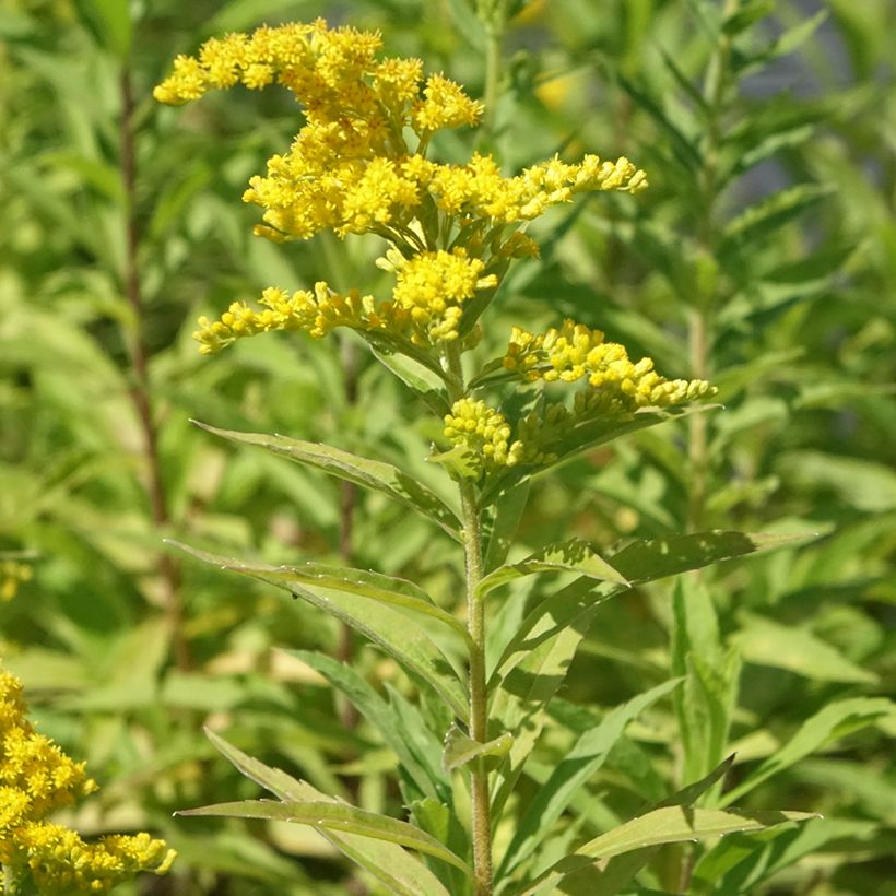Solidago canadensis Golden Baby - Verga d'oro del Canadà (Porto)