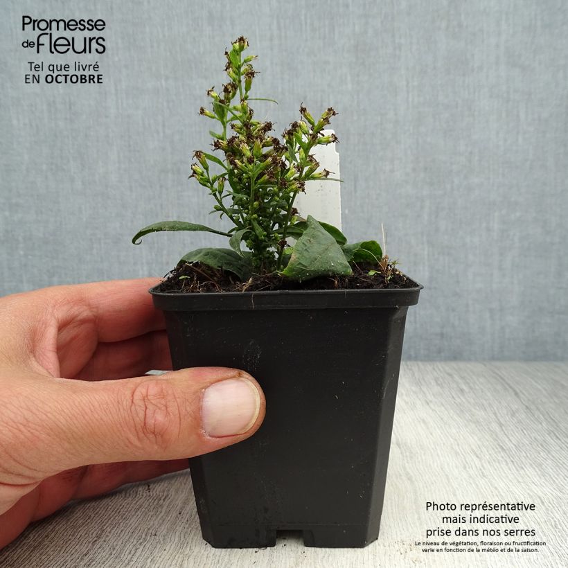 Esemplare di Solidago flexicaulis Variegata - Verga d'oro Vasetto da 8/9 cm come consegnato in autunno