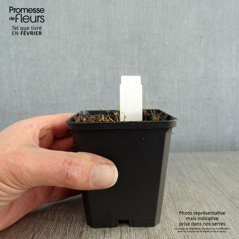 Solidago flexicaulis Variegata - Verga d'oro Vasetto da 8/9 cm esemplare consegnato in inverno