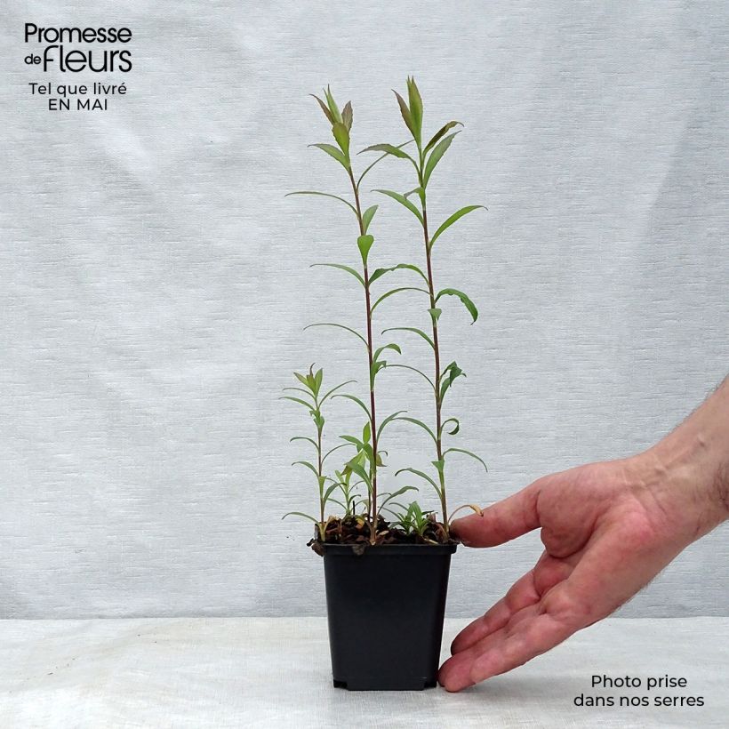 Solidago rugosa Fireworks - Verga d'oro Vasetto da 8/9 cm esemplare consegnato in primavera