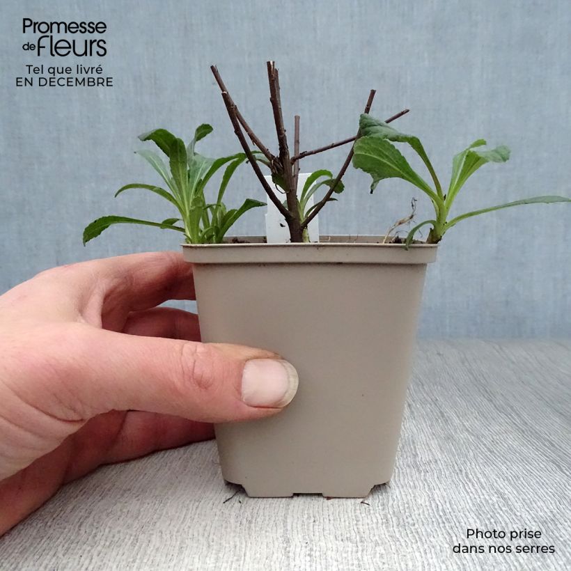 Solidago rugosa Fireworks - Verga d'oro Vasetto da 8/9 cm esemplare consegnato in inverno