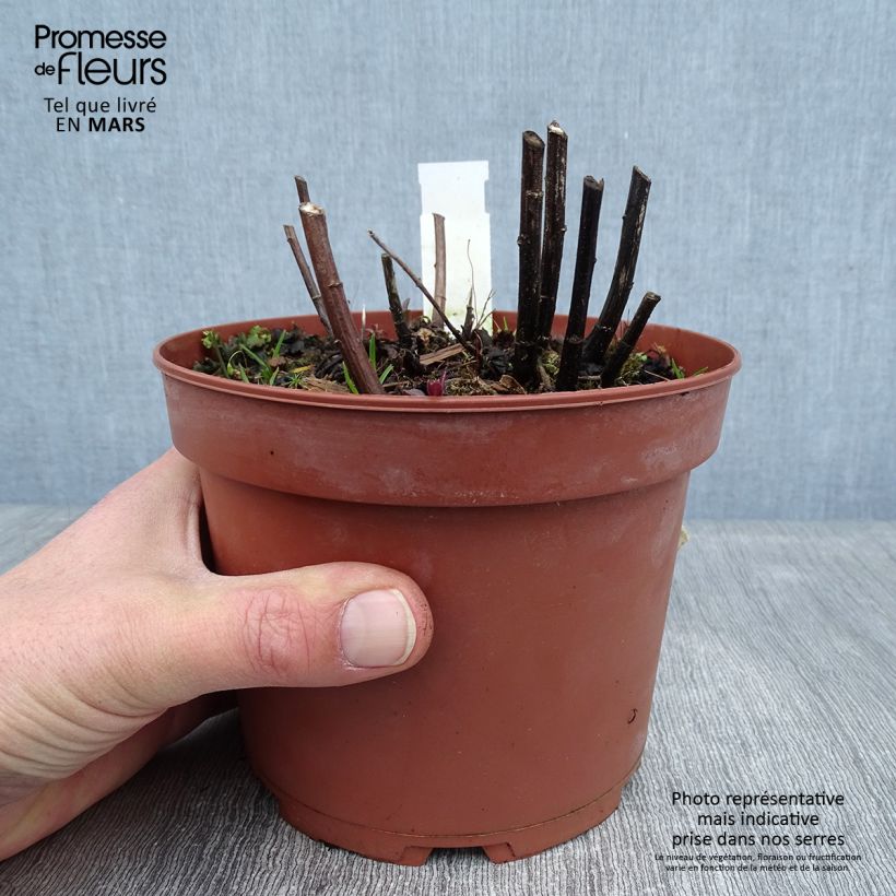 Solidago rugosa Fireworks - Verga d'oro Vaso da 2L/3L esemplare consegnato in inverno