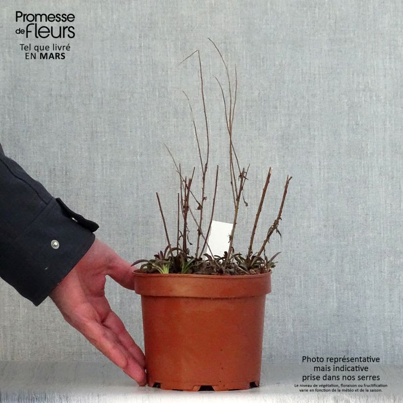 Solidago rugosa Fireworks - Verga d'oro Vaso da 2L/3L esemplare consegnato in primavera