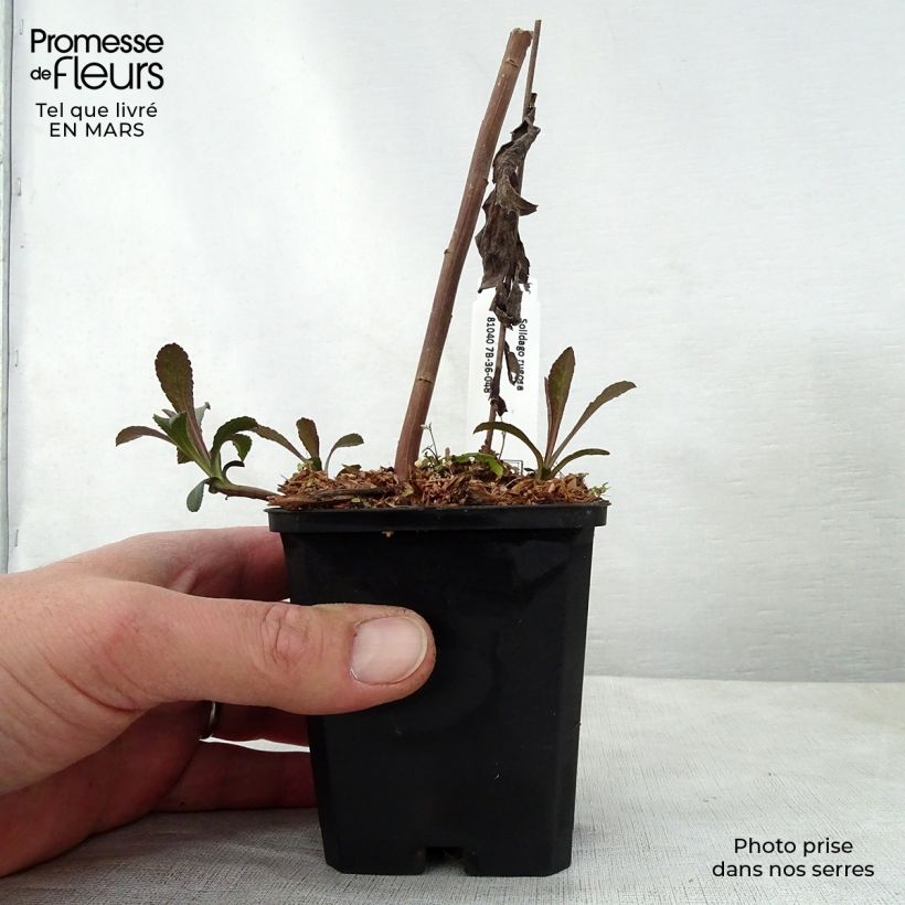 Solidago rugosa - Verga d'oro Vasetto da 8/9 cm esemplare consegnato in primavera