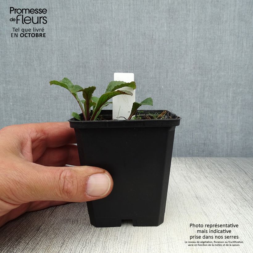 Esemplare di Solidago rugosa - Verga d'oro Vasetto da 8/9 cm come consegnato in autunno