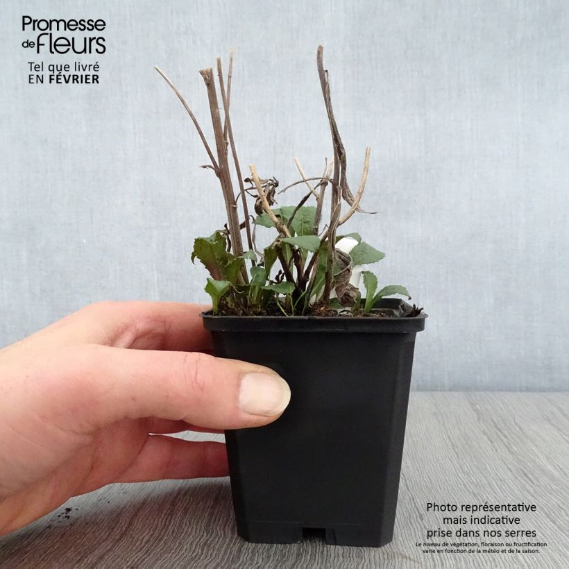 Solidago rugosa - Verga d'oro Vasetto da 8/9 cm esemplare consegnato in inverno