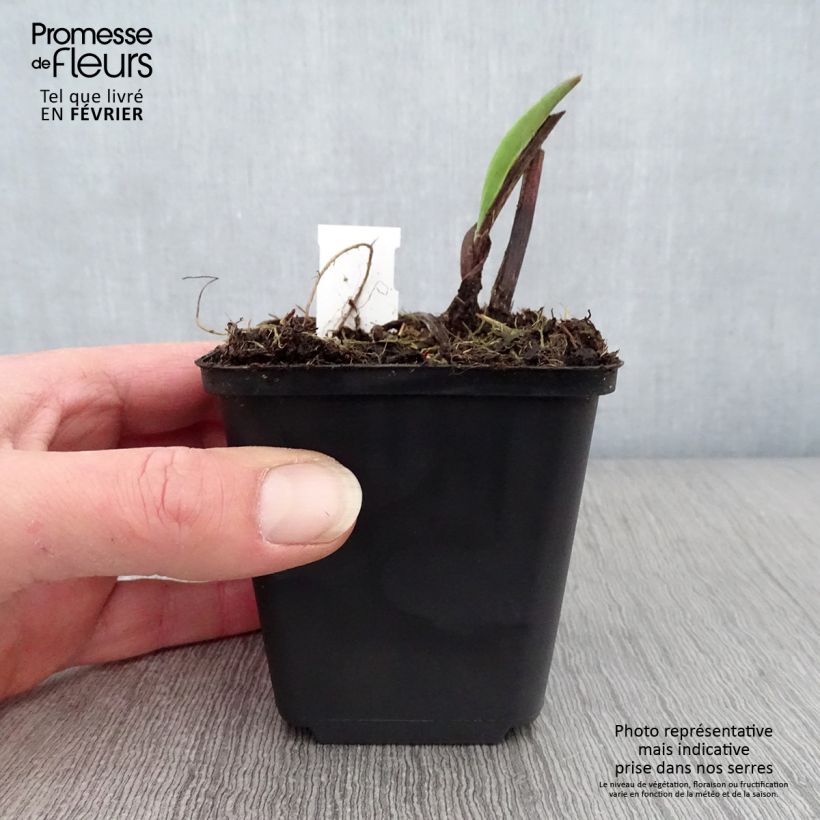 Solidago sempervirens Goldene Wellen - Verga d'oro Vasetto da 8/9 cm esemplare consegnato in inverno