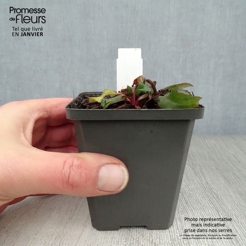 Solidago virgaurea - Verga d'oro comune Vasetto da 8/9 cm esemplare consegnato in inverno