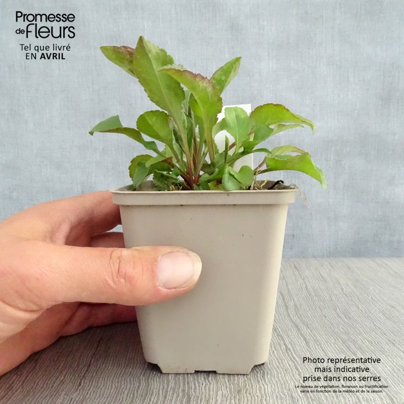 Solidago virgaurea - Verga d'oro comune Vasetto da 8/9 cm esemplare consegnato in primavera