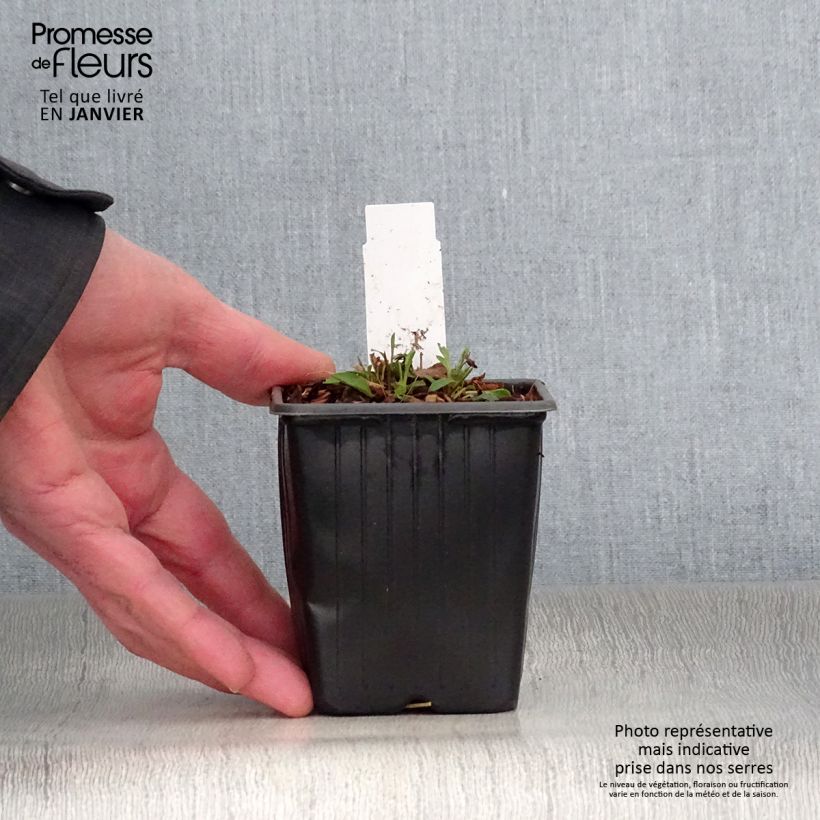 Solidago virgaurea Minutissima - Verga d'oro comune Vasetto da 8/9 cm esemplare consegnato in inverno