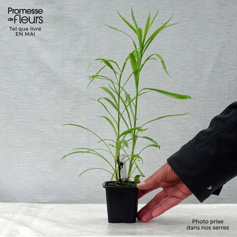 Solidaster luteus Lemore Vasetto da 8/9 cm esemplare consegnato in primavera