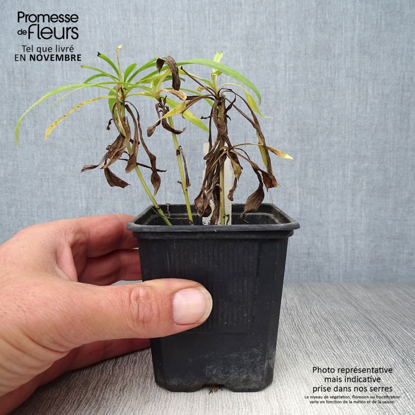 Esemplare di Solidaster luteus Lemore Vasetto da 8/9 cm come consegnato in autunno