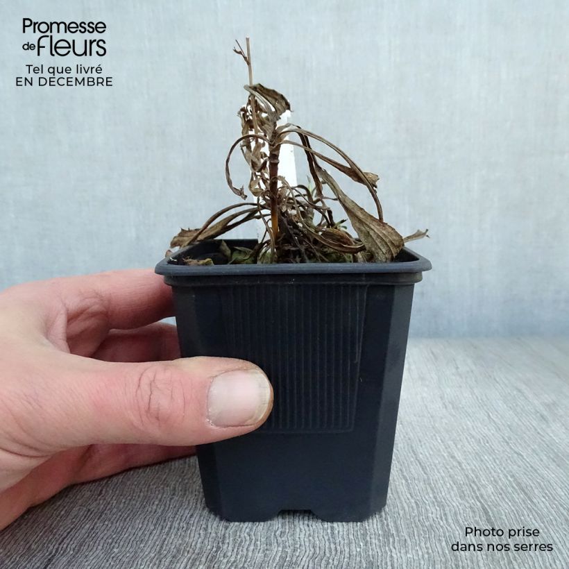 Solidaster luteus Lemore Vasetto da 8/9 cm esemplare consegnato in inverno