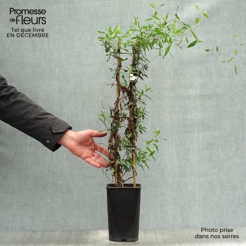 Sollya heterophylla - Australian Bluebell Vaso da 3L/4L esemplare consegnato in inverno