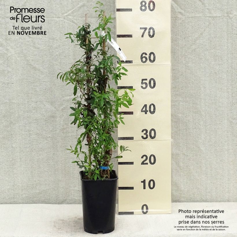 Esemplare di Sollya heterophylla - Australian Bluebell Vaso da 3L/4L come consegnato in autunno