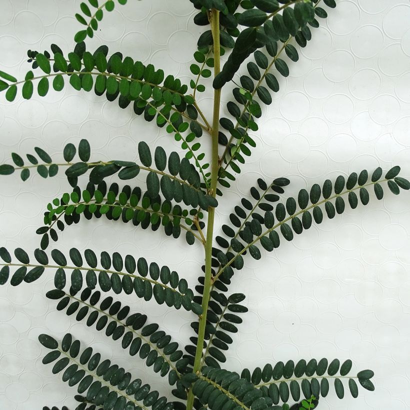 Sophora microphylla Sun King (Fogliame)