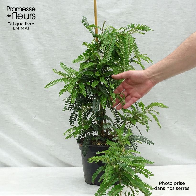 Sophora microphylla Sun King Vaso da 2L/3L esemplare consegnato in primavera