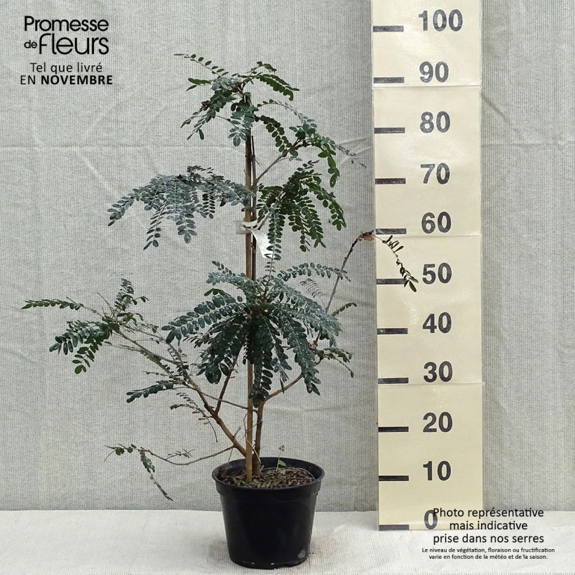 Esemplare di Sophora microphylla Sun King Vaso da 2L/3L come consegnato in autunno