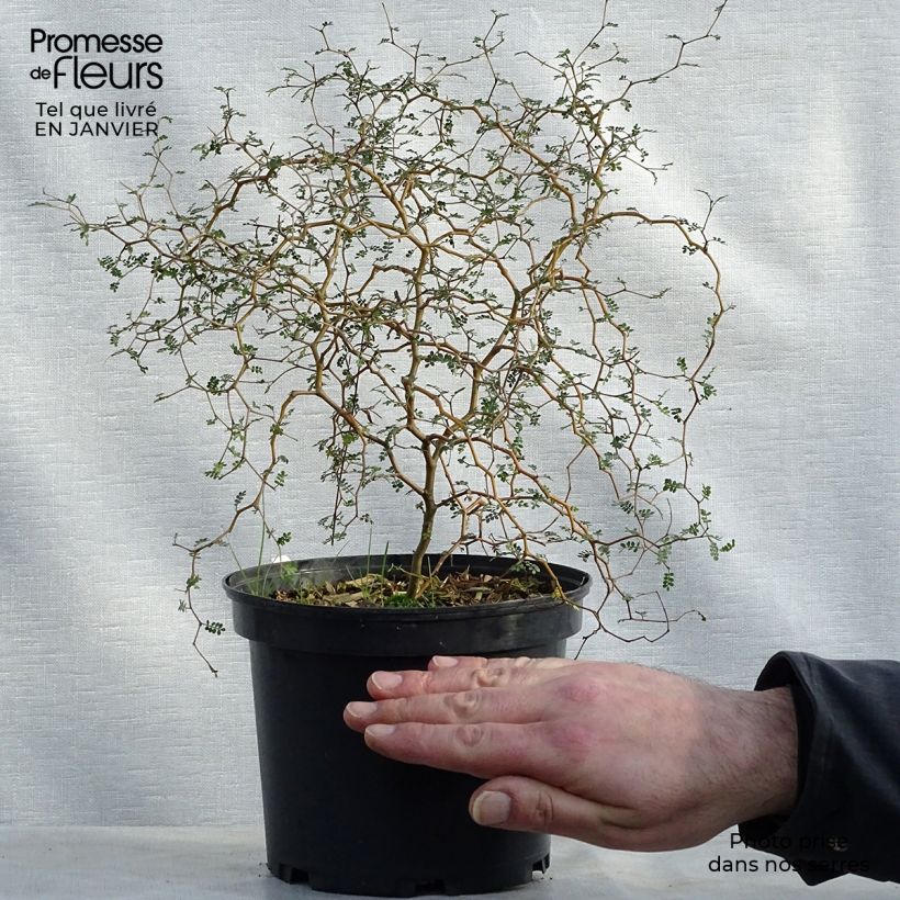 Sophora prostrata Little Baby - Sofora nano Vaso da 3L/4L esemplare consegnato in inverno