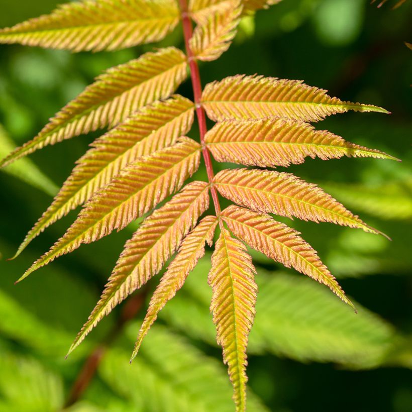 Sorbaria sorbifolia Matcha Ball (Fogliame)