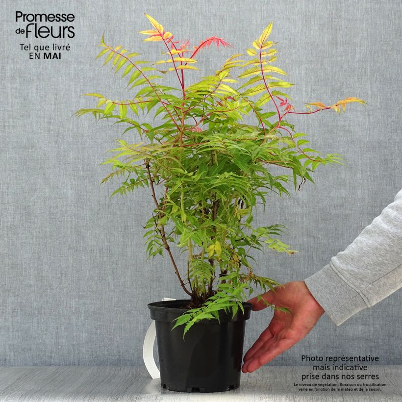 Sorbaria sorbifolia Pink Hopi Vaso da 2L/3L esemplare consegnato in primavera