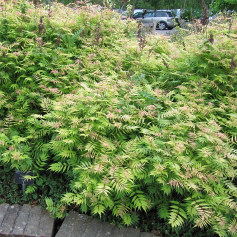 Sorbaria sorbifolia Sem (Porto)