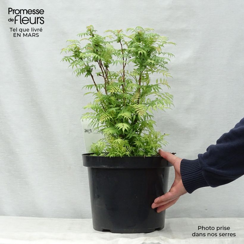 Sorbaria sorbifolia Sem Vaso da 7,5L/10L esemplare consegnato in primavera