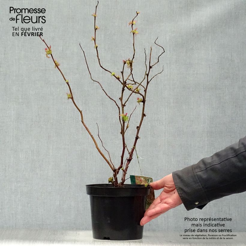 Sorbaria sorbifolia Sem Vaso da 2L/3L esemplare consegnato in inverno