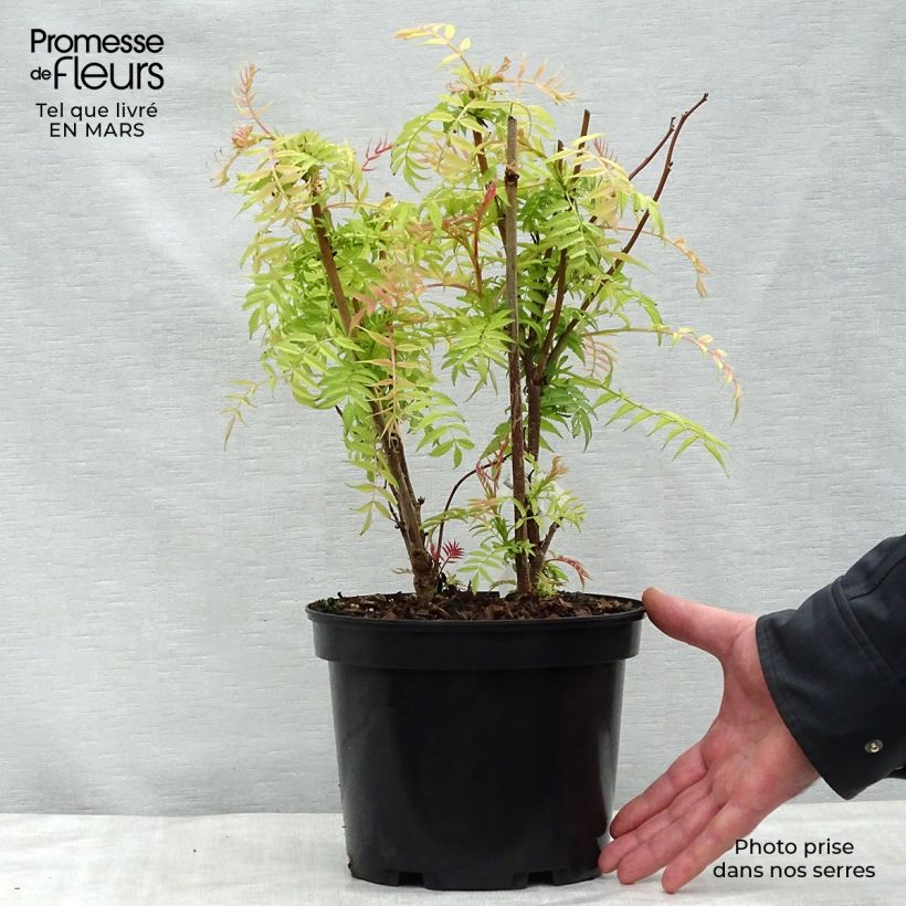 Sorbaria sorbifolia Sem Vaso da 2L/3L esemplare consegnato in primavera