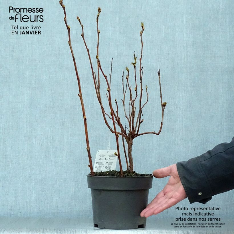 Sorbaria sorbifolia - Falsa spirea Vaso da 2L/3L esemplare consegnato in inverno